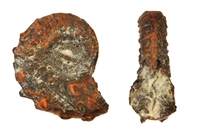 Protohoplites archiacianus